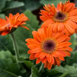 Gerbera en maceta con flores grandes y coloridas en tonos vibrantes