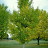 Ginkgo biloba con hojas en forma de abanico color amarillo dorado en otoño