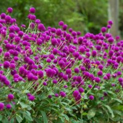 Alternative view of GONFRENA M.10