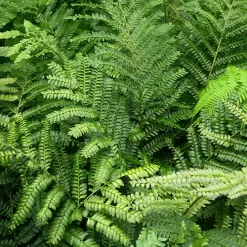 Helecho Trunca Tula con frondes verdes abundantes en maceta