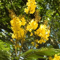 Ibirá Pitá 10L árbol nativo con flores amarillas ideal para jardín y sombra natural