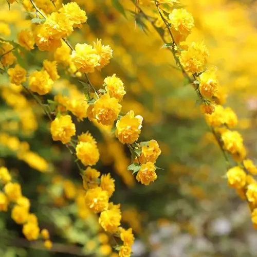 erria japonica en flor con flores amarillas en forma de pompón sobre follaje verde