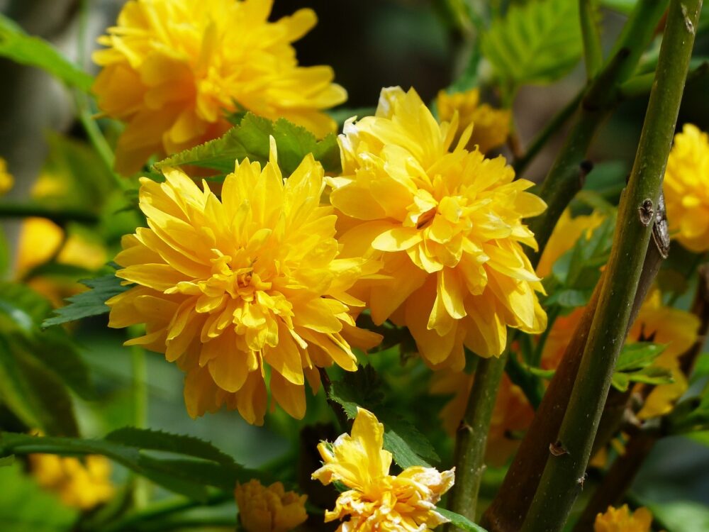 KERRIA JAPONICA(PLENIFLORA) 10L - Imagen 2