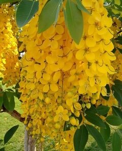 Alternative view of LABURNUM ANAGYRIOES (LLUVIA DE ORO) 5L