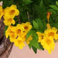 Tecoma stans en flor con racimos de flores amarillas en forma de trompeta