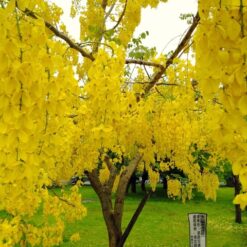 "Laburnum anagyroides en flor con racimos colgantes amarillos en forma de cascada