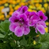 Malvón Pensamiento con flores rojas y rosas en maceta de jardín