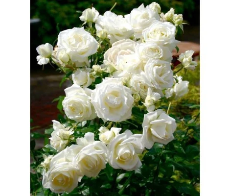 ROSA TREPADORA MEYLLAND 7L - Imagen 2