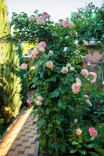 Rosa trepadora Meilland en plena floración cubriendo pérgola con flores abundantes