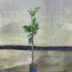 Naranjo New Hall con frutos maduros