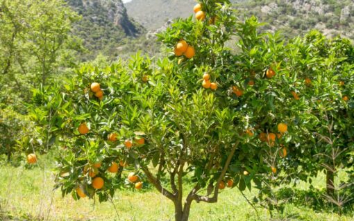 NARANJA VAR. SALUSTIANA 3L - Imagen 2