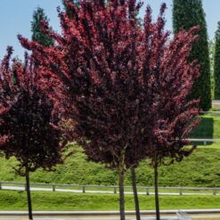 Prunus cerasifera atropurpurea en flor