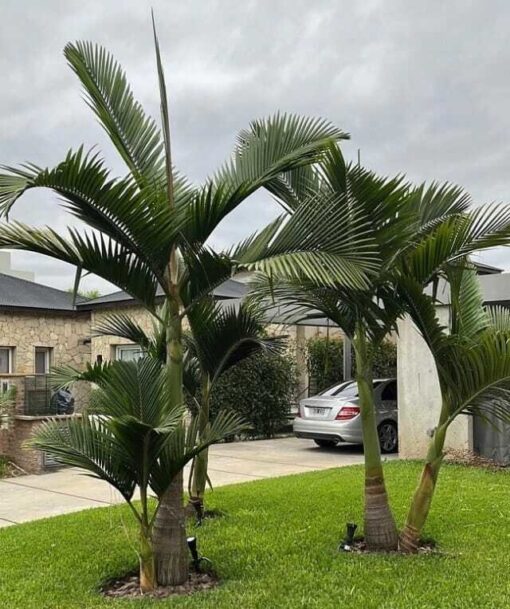 Palmera Seafortia Real con tronco recto y hojas pinnadas largas y verdes