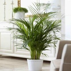 Palmera Palmito con hojas en abanico verde intenso en maceta