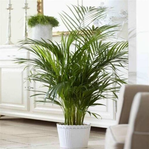 Palmera Palmito con hojas en abanico verde intenso en maceta