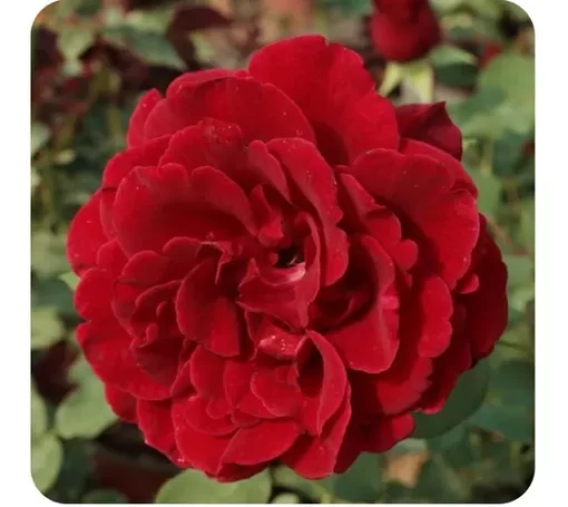 ROSITA TREPADORA (ROCOCO Y FLORIBUNDA) 5L - Imagen 4