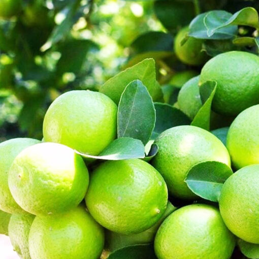 LIMON (LIMA TAHITI) 3L - Imagen 3