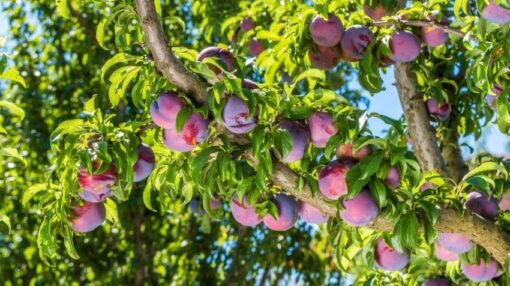 Ciruelo con frutos morados maduros colgando de sus ramas verdes