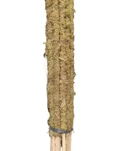 Tutores con musgo de 1,50 a 1,60 m para plantas grandes y trepadoras como Monstera y Philodendron