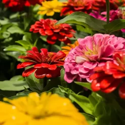 Impatiens Nueva Guinea con flores coloridas en tonos rosados y follaje verde brillante