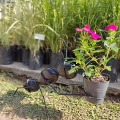 HORMIGA NEGRA 3 PIEDRAS