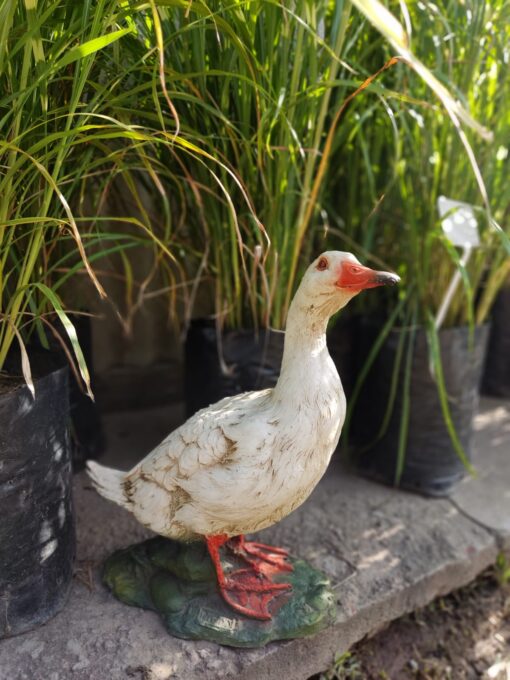 FIGURA - PATO MEDIANO