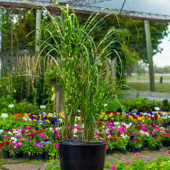 Miscanthus sinensis Zebrina con hojas verdes y franjas amarillas y espigas decorativas
