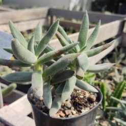 CACTUS Y SUCULENTAS M8