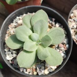 SUCULENTA - ECHEVERIA M9