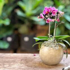 Orquídea Phalaenopsis Mini con flores blancas y lilas en maceta pequeña