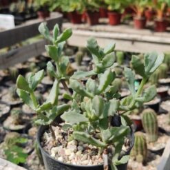 LAMPRANTHUS DELTOIDES