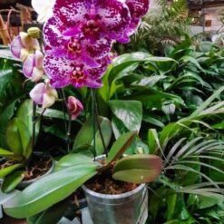 Orquídea Phalaenopsis con flores blancas y rosadas en maceta decorativa