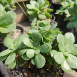 SUCULENTAS ECHEVERIA M11