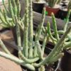 CACTUS-SUCULENTAS- (CRYSPATE) M9