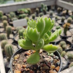 SUCULENTA MANITO DE OSO/ KALANCHOE Y OTROS M.10