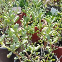 LAMPRANTHUS DELTOIDES M 12/13 SIN GANCHO