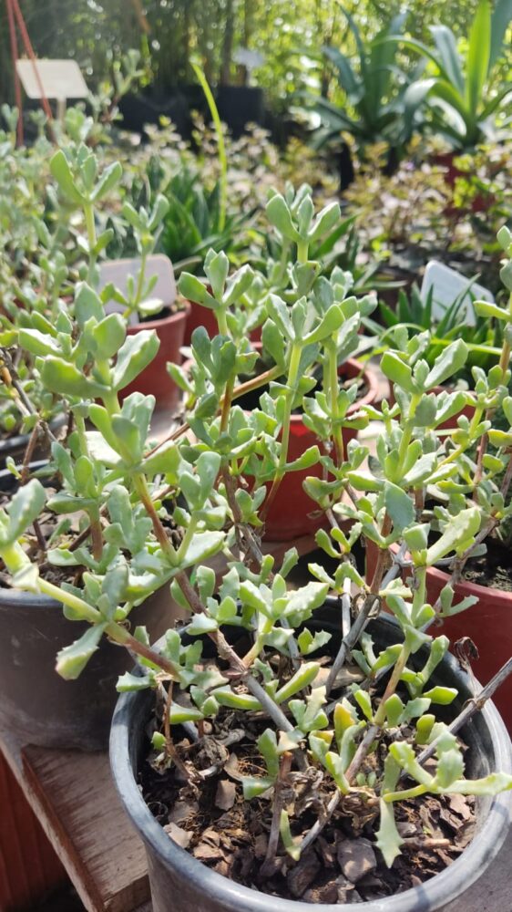 LAMPRANTHUS DELTOIDES M 12/13 SIN GANCHO