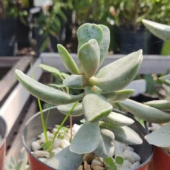 CACTUS-SUCULENTA M12