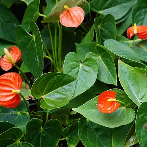 Anthurium naranja con flores exóticas brillantes y hojas verdes en maceta