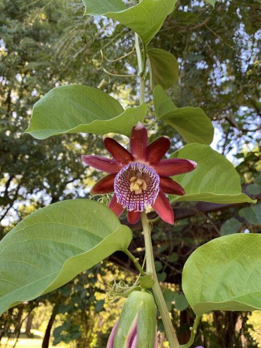 “Enredadera de pasionaria maracuyá con flores exóticas violetas y frutos amarillos maduros