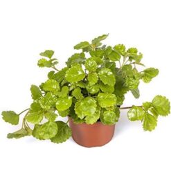 Planta dólar colgante con hojas verdes redondeadas y brillantes en maceta