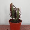 EUPHORBIA TRIGONA RUBRA M24