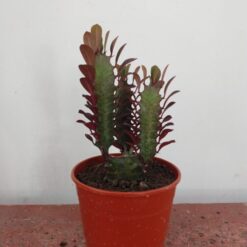 EUPHORBIA TRIGONA RUBRA M24