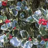 Ilex aquifolium Aurea Variegata con hojas verdes y bordes dorados y frutos rojos