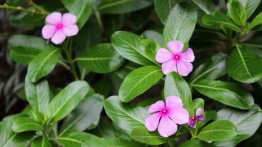 VINCA M12 - Imagen 3