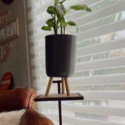 SANTO BENITO - VAN GOGH - HABANO