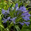 Agapantus en flor con esferas de flores azules sobre tallos largos en jardín soleado"