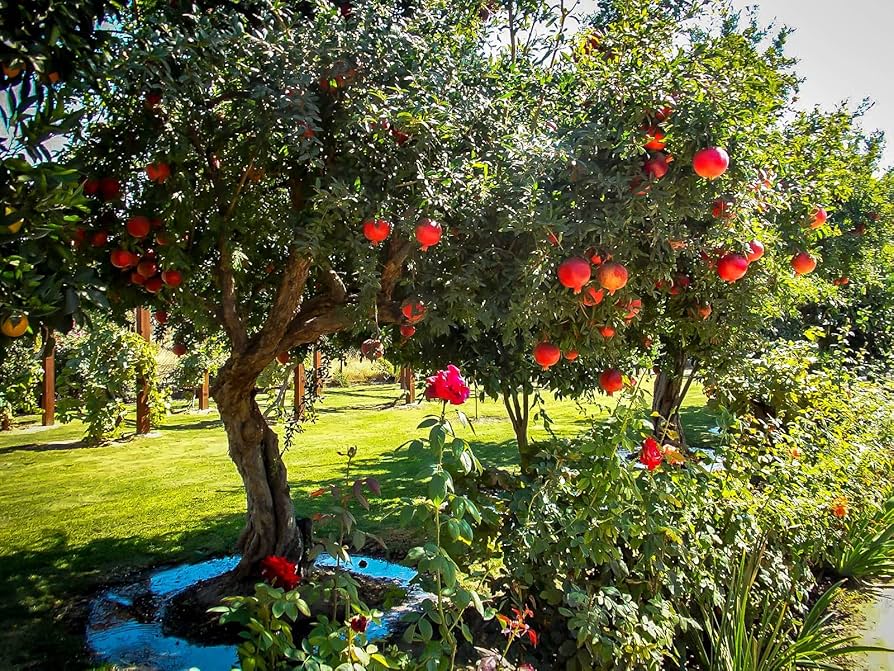 GRANADA DE FRUTA 10L - Imagen 3