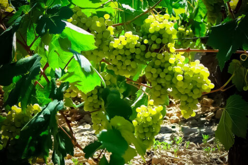 VID MOSCATEL DE ALEJANDRIA BLANCA 3L