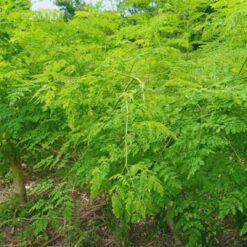 Moringa con hojas verdes y vainas largas en un jardín soleado